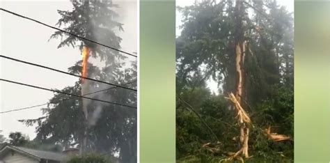 Trees Struck By Lightning During Brief Summer Storm