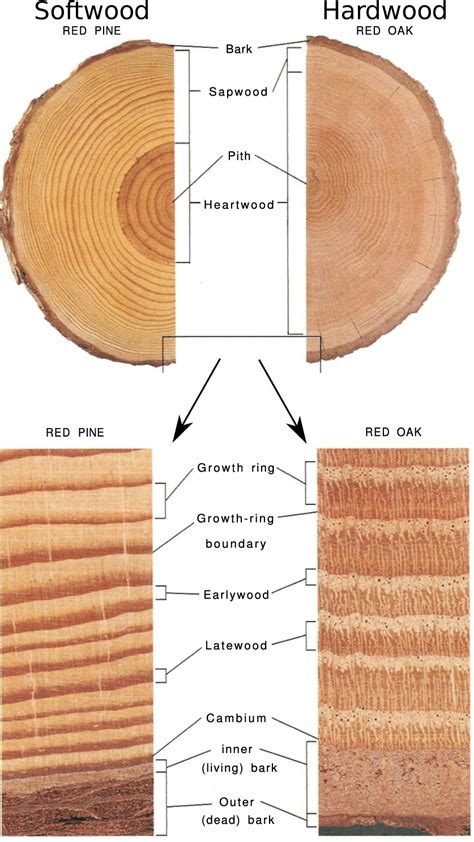 Tree Stem Diagram