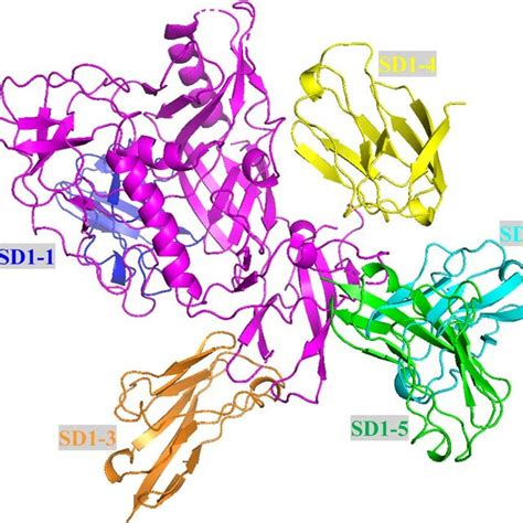 The Structure And Functional Domains Of HIV 1 CRF01 AE Gp120 And CD4