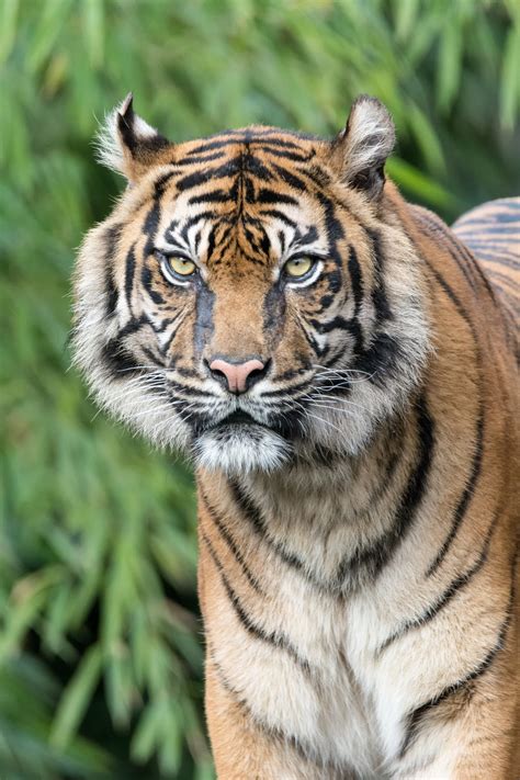 Free Images Wildlife Zoo Predator Fauna Whiskers Tiger