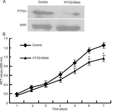 Pituitary Tumor Transforming Gene 1 Pttg1 Knockdown Reduced Pc3