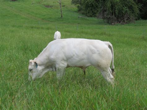 For Sale: Full Blood Chianina Bull Calves | WANDANA WATERS