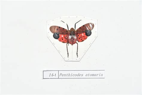 Penthicodes atomaria 长江文明馆