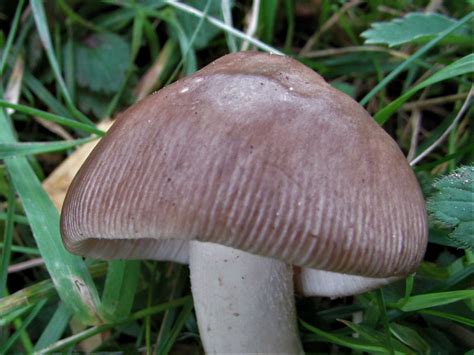 Grisette