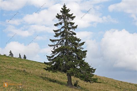 Fichte Bild bestellen - Naturbilder bei Wildlife Media