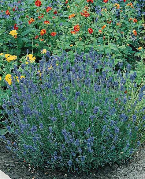 Munstead Lavender Seeds - Perennial Flower Seeds