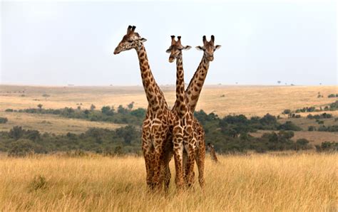 Why Do Giraffes Have Long Necks Ibtimes Uk