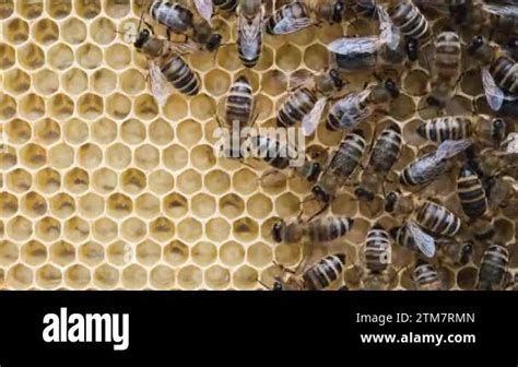 Honey Bee Brood Brood Care The Birth Of A Bee Worker Bee Emerging From Cell The Honey Bee