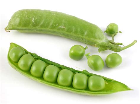 pea - Kids | Britannica Kids | Homework Help