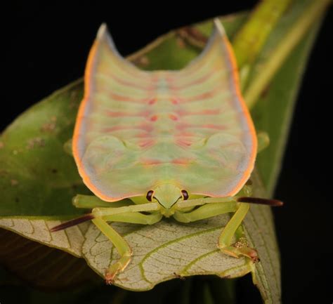 Sinobug Giant Shield Stink Bug Nymph Tessaratomidae By