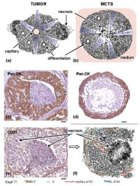 Schematic Illustration Of The Analogy Between A Tumor Microregion And