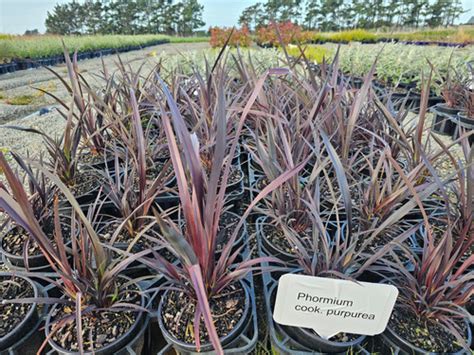 Phormium Cookianum Purpurea Nurseryman