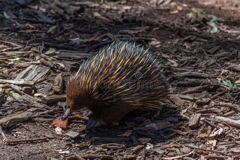 Echidnas En El Parque De Fauna Del Cleland Cerca De Adelaida Australia