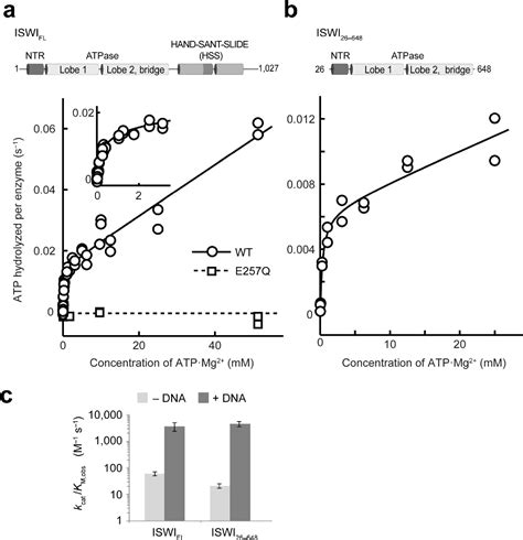 Figure From Atp Dependent Nucleosome Sliding By Iswi Semantic Scholar