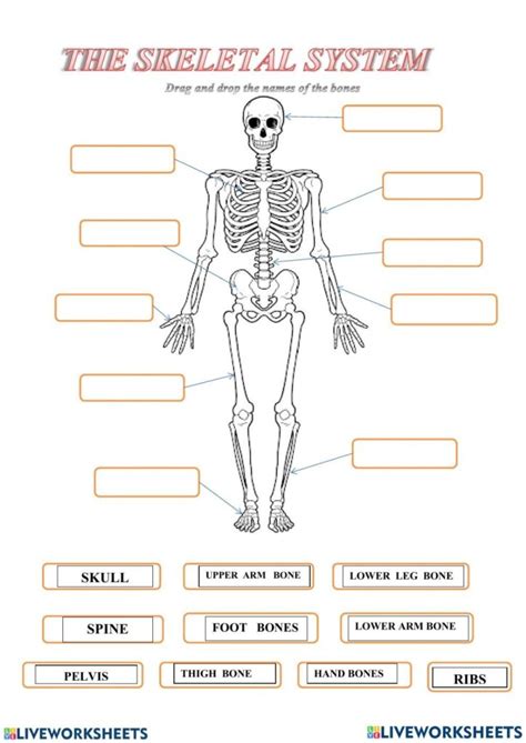 Human Skeleton Worksheets Pdf Printable Worksheets