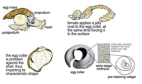 The Sand Collars of The Moon Snail | Amusing Planet