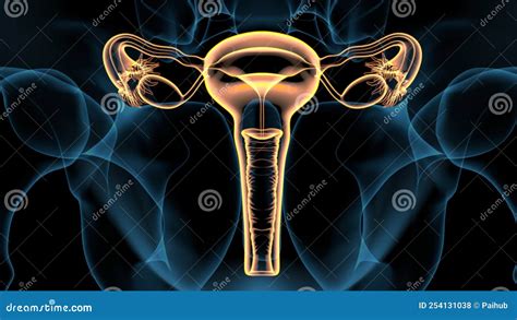 3d Illustartion Of Female Reproductive System Anatomy Stock