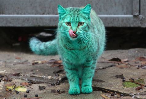 Emerald Green Cat Haunts Bulgaria's Black Sea Coast | HuffPost UK