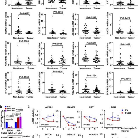 Eno Degrades Irp Mrna As An Rna Binding Protein A The Mrna