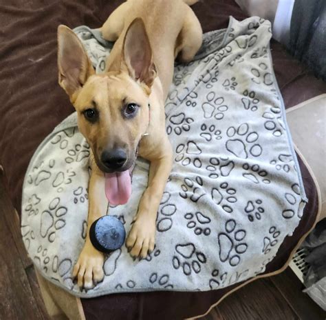 Stray Puppy Proudly Shows Off Beloved Newspaper To Everyone On Street
