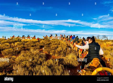 A Camel Sunset Tour In The Australian Outback Uluru Northern