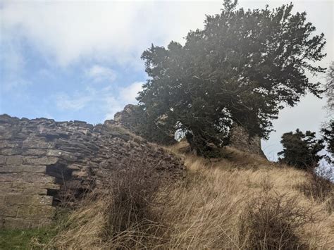 Tree At Snodhill Castle Keep © Fabian Musto Geograph Britain And