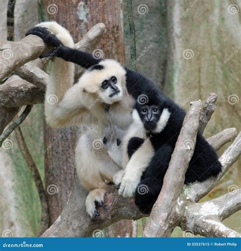 Friendly White And Black Monkeys Stock Image Image Of Trees Wildlife