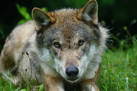 Eurasian Wolf Pup
