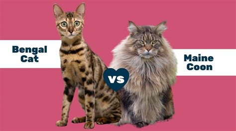 Bengal Cat Size Comparison