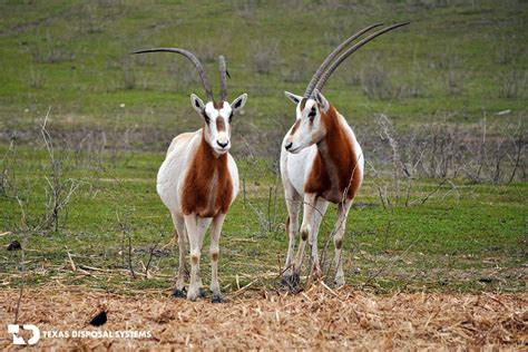 Exotic Animals In Texas Ranches