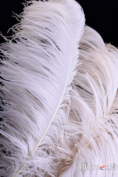 Plumes Plumes Plumes Fr