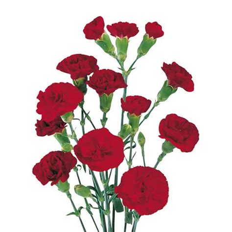 Carnation Spray Chateau Cut Spray Carnations Flower Suppliers