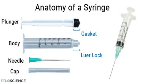 Expert Guide Of Syringe Parts Learn Anatomy Functions 58 Off