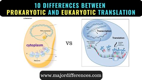 10 Differences Between Prokaryotic And Eukaryotic Translation