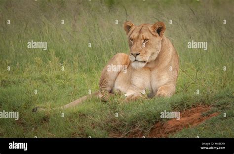 The King Of The Beasts Stock Photo Alamy