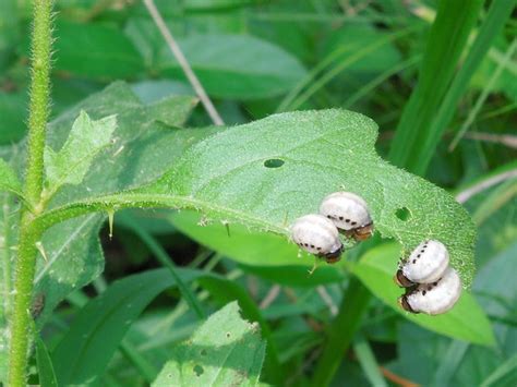 Larvae of the False Potato Beetle, Leptinotarsa juncta, on a Carolina ...