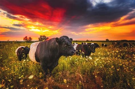 Premium Photo | Cows on field during sunset