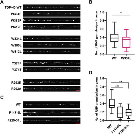 Frontiers Sequence Determinants Of TDP 43 Ribonucleoprotein