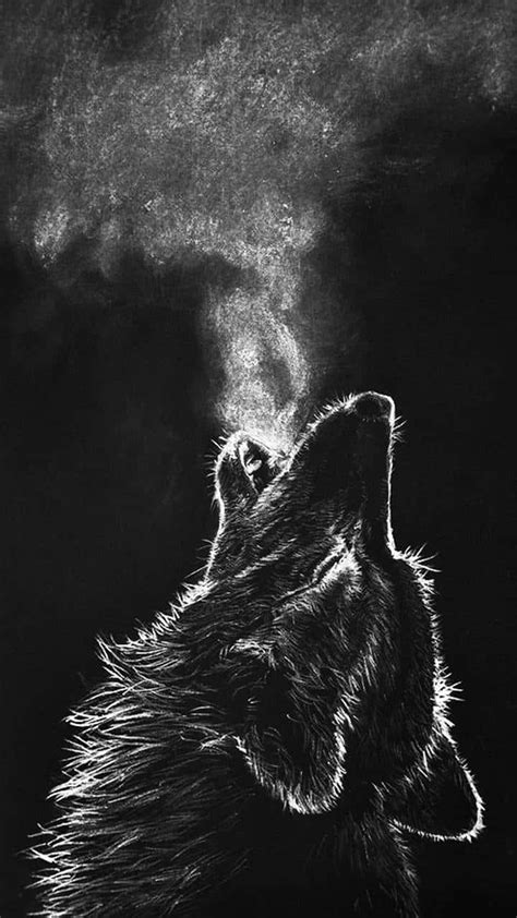 Download A mysterious black wolf staring into the night sky ...