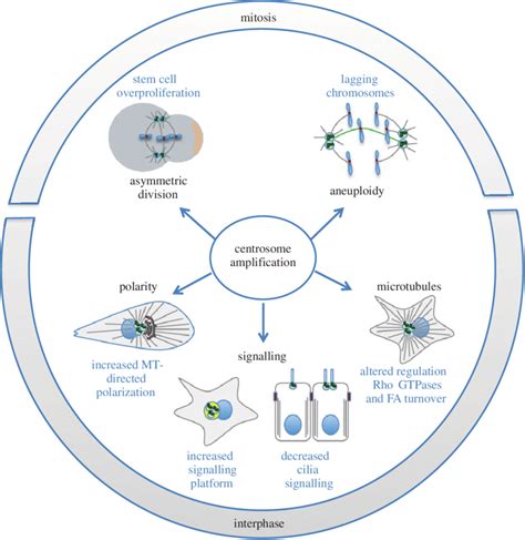 Consequences Of Centrosome Amplification In Cancer A Model Of How