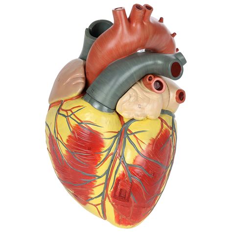 Anatomically Correct Human Heart Diagram