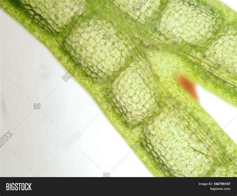 Aquatic Plant Cell Image And Photo Free Trial Bigstock