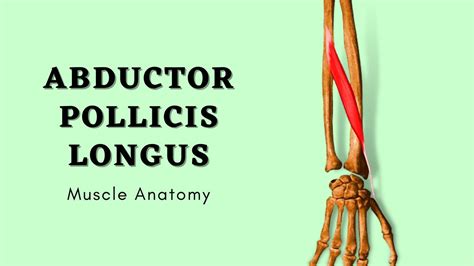 Abductor Pollicis Longus Origin And Insertion