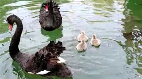 Three black swan cygnets released at Chandigarh Bird Park - Hindustan Times