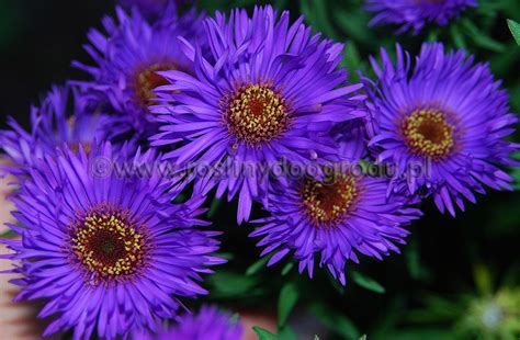Aster novae angliae - Aster nowoangielski Purple dome-Rośliny Do Ogrodu