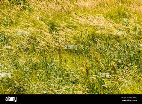 Swamp Picturesque Place Lake Under The Quagmire Stock Photo Alamy