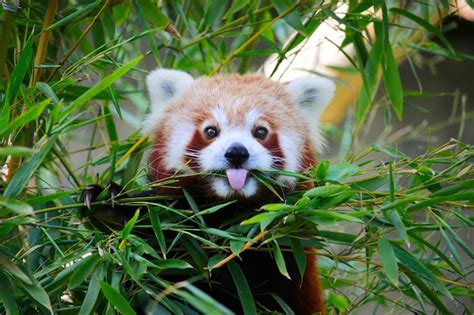 Um Lindo Panda Vermelho Mostra A L Ngua Enquanto Come Bambu Foto Premium