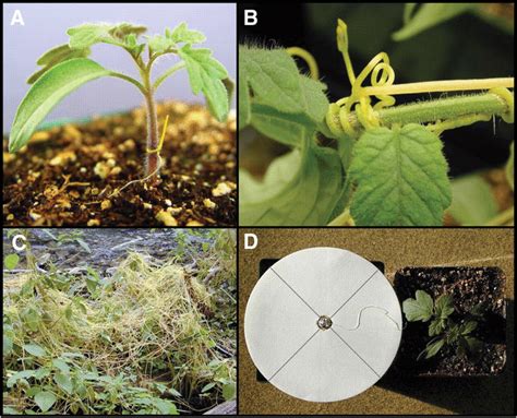 Volatile Chemical Cues Guide Host Location And Host Selection By