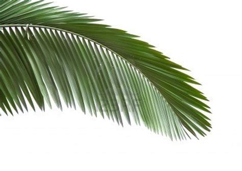 Free Palm Tree Leaf Png Download Free Palm Tree Leaf Png Png Images