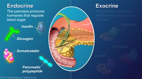 The Pancreas Has Two Functions Endocrine And Exocrine Its Endocrine